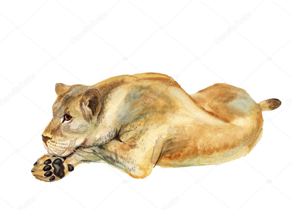 Watercolor lying lioness