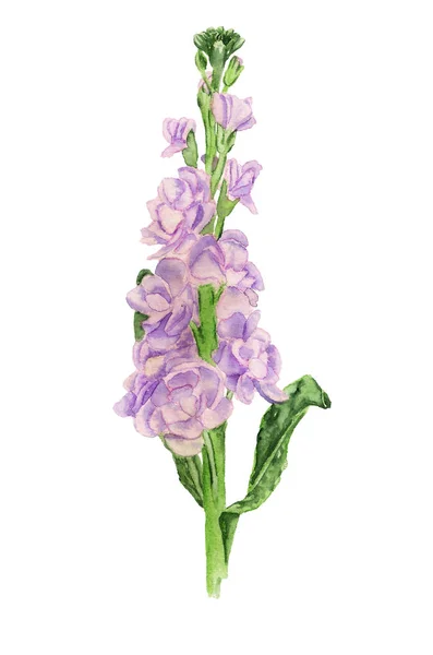 Dupla virágú Deres állomány virág — Stock Fotó