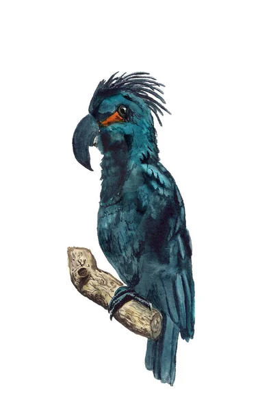Akvarelu Kakadu — Stock fotografie