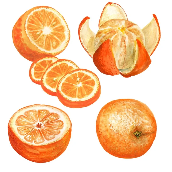 水彩のオレンジのセット — ストック写真