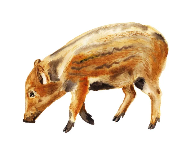 Watercolor porc mistreț sălbatic — Fotografie, imagine de stoc