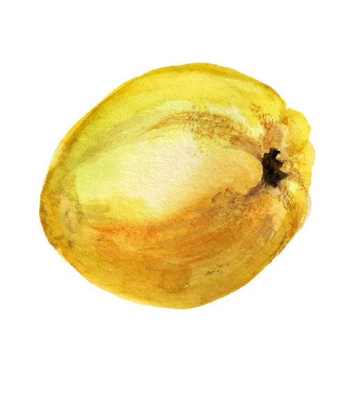 Watercolor ripe apple quince — Stock Photo, Image