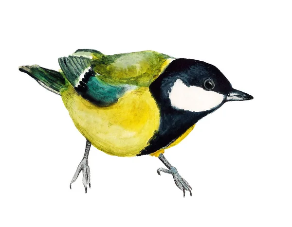 Watercolor image of tomtit — Stock Photo, Image