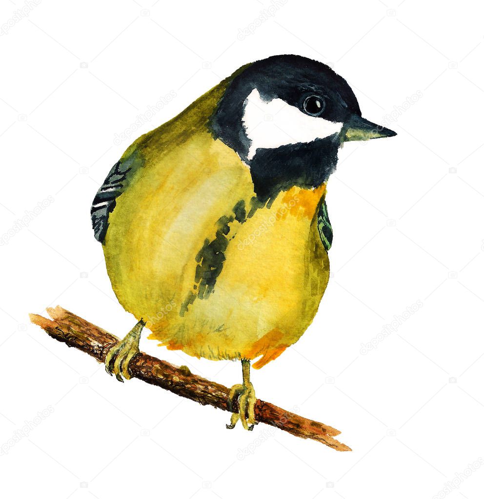 Watercolor image of tomtit