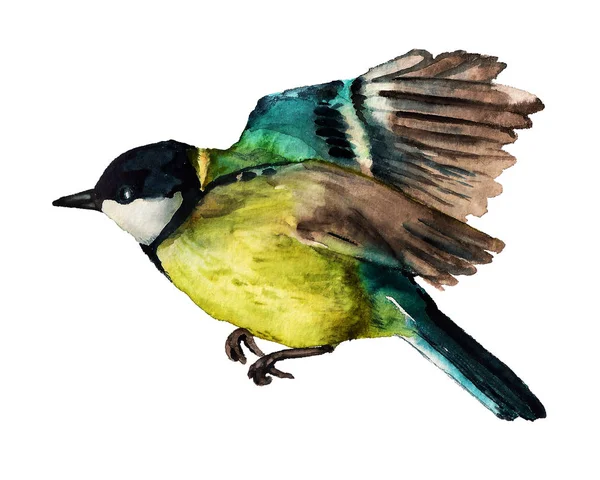 Watercolor flying Great tit — Stock Photo, Image