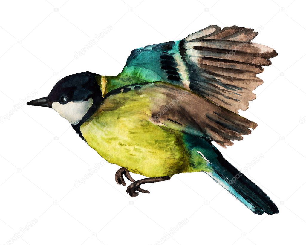 Watercolor flying Great tit
