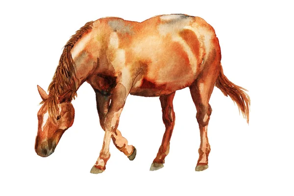 Acquerello cavallo rosso — Foto Stock