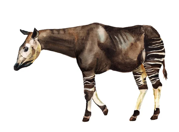 Skogsjiraff okapi – stockfoto
