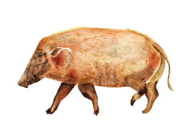 수채화 레드 리버 돼지 — 스톡 사진