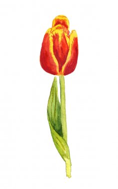 수채화 주색의 튤립