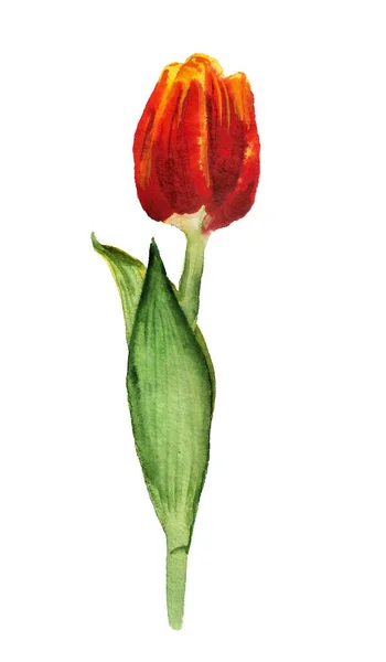 Vannfarget rød tulipan – stockfoto