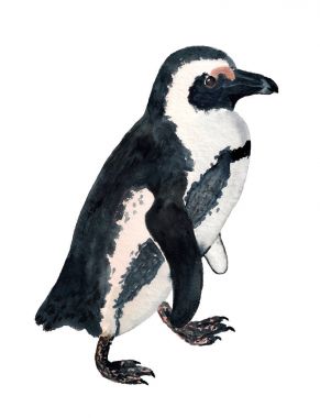 Suluboya Afrika penguen