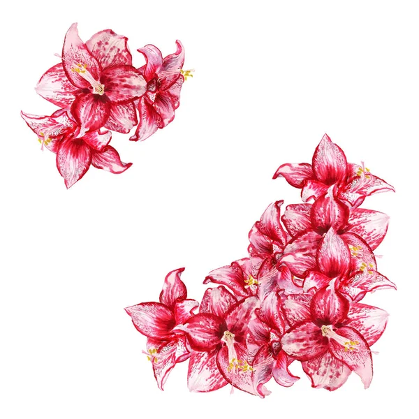 Amaryllis Blumen Karte — Stockfoto