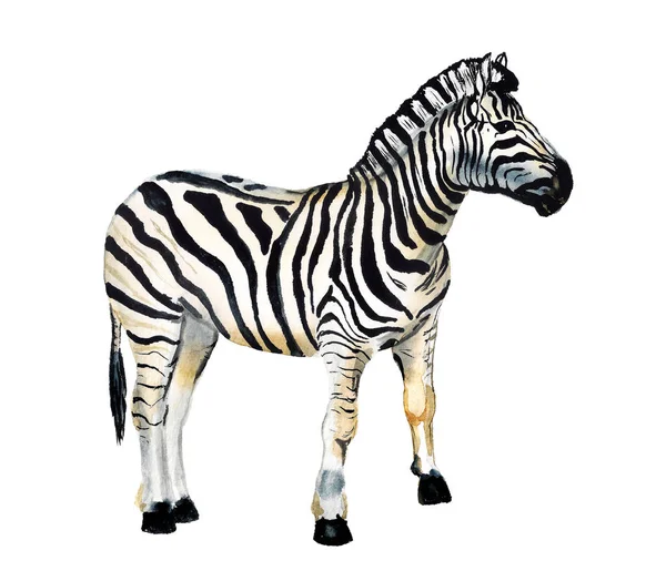 Watercolor image of zebra — Stock Photo, Image