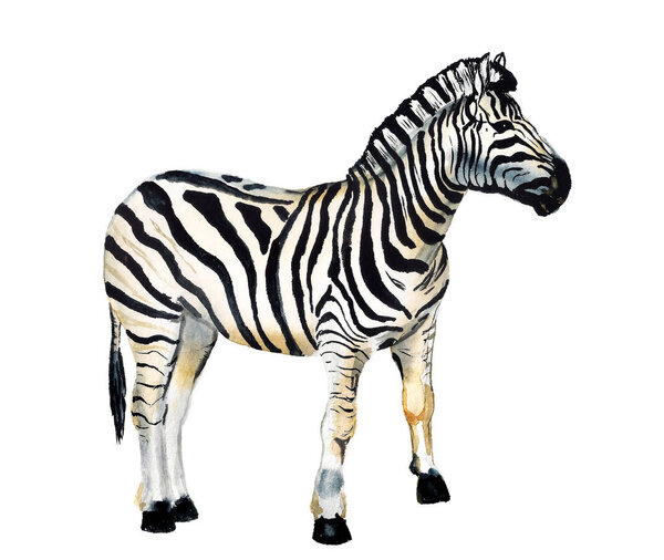 Watercolor image of zebra 