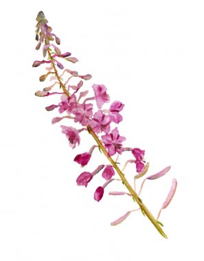 flowers of fireweed clipart