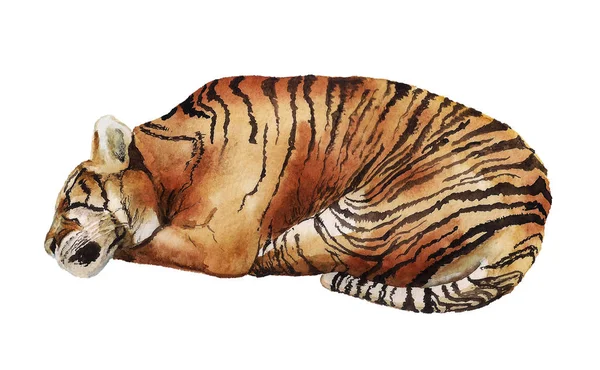Akvarell sover tiger — Stockfoto