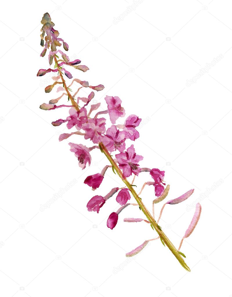 flowers of fireweed