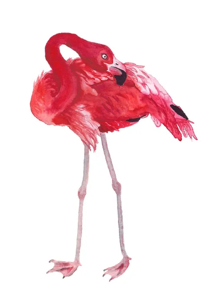 Obraz akvarel Flamingo — Stock fotografie