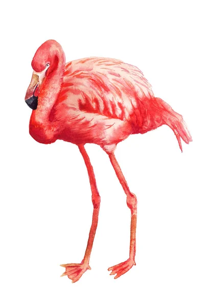 Akvarell bilden av flamingo — Stockfoto