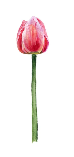 Aquarell rosa Tulpe — Stockfoto