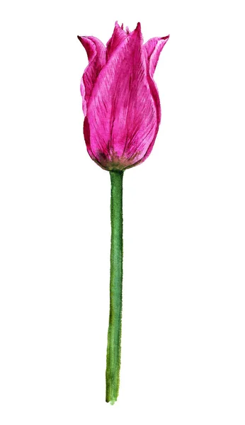 Akwarela tulipan różowy — Zdjęcie stockowe