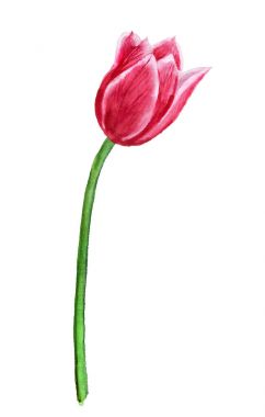 Sulu Boya Pembe Lale