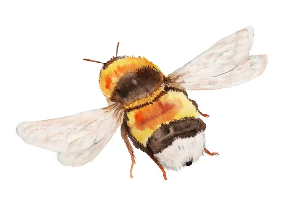 Flying bumble bee — Stock Photo, Image