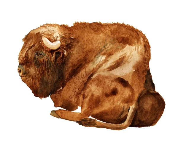 Acuarela bisonte europeo — Foto de Stock
