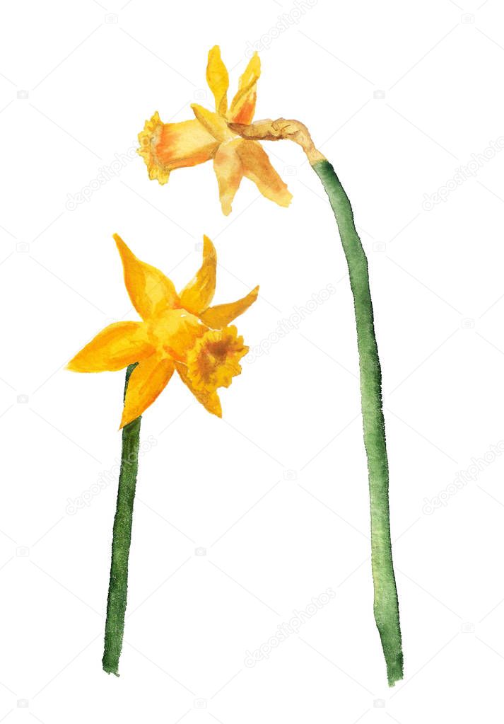 two yellow narcissus