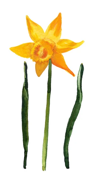 Bloem van geel narcissus — Stockfoto