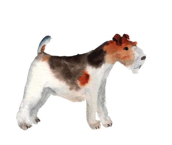 Akwarela fox terrier — Zdjęcie stockowe