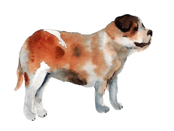Watercolor st Bernard dog — Stock Photo, Image