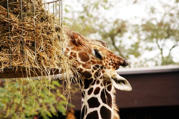 Retrato de comer jirafa — Foto de Stock