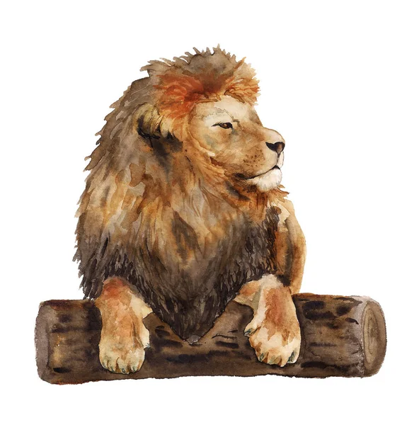 Akwarela, leżący lew — Zdjęcie stockowe