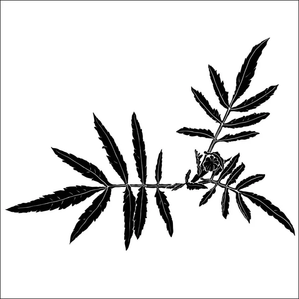 Tagetes folhas silhueta — Vetor de Stock