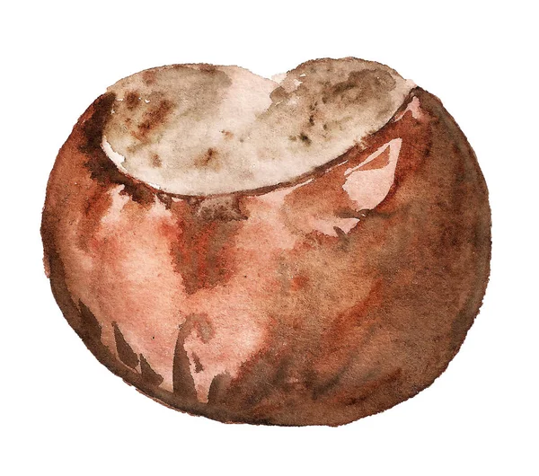 Chestnut fruit watercolor — Stock Photo, Image