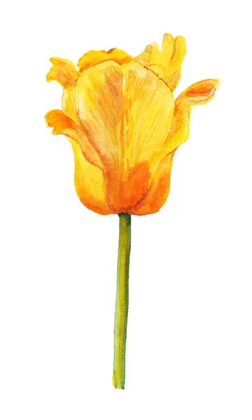 Υδατογραφία κίτρινο λουλούδι τουλίπας — Φωτογραφία Αρχείου
