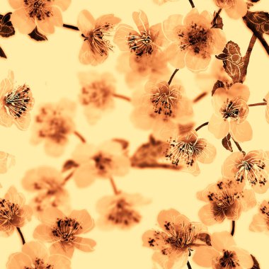 Elma ağacı veya sacura çiçeği.