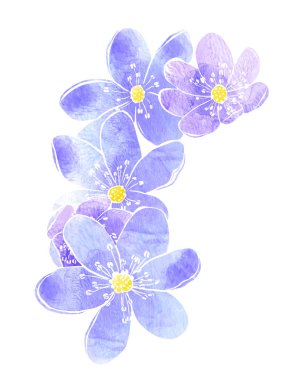 Flowers of liverleaf.