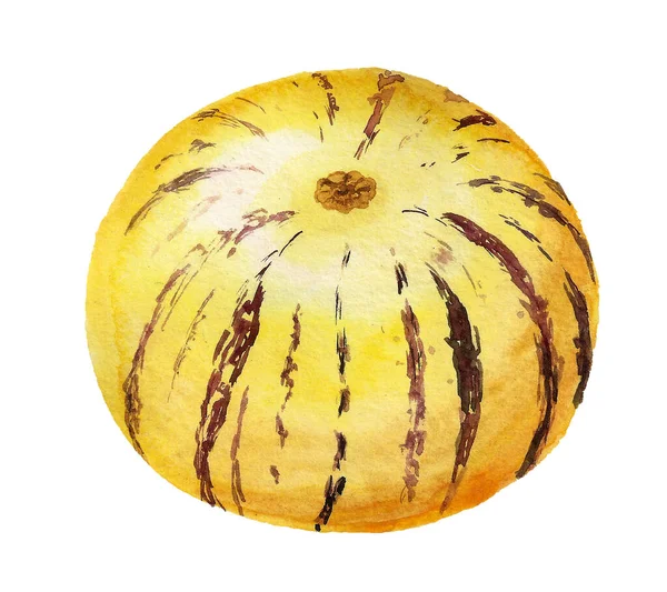 Watercolor image of pepino dulce fruit — Stok fotoğraf