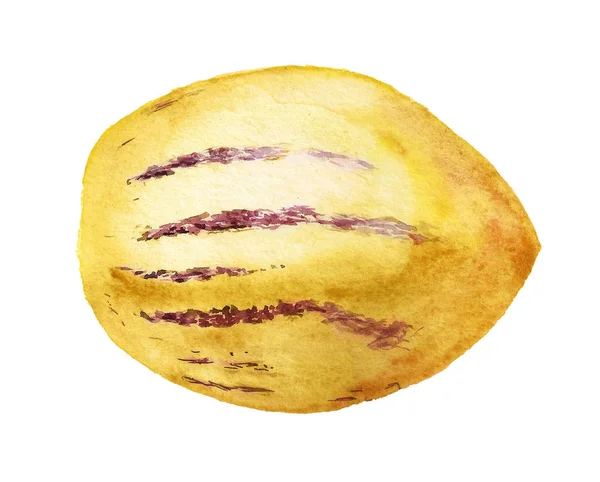 Watercolor image of pepino dulce fruit — 图库照片