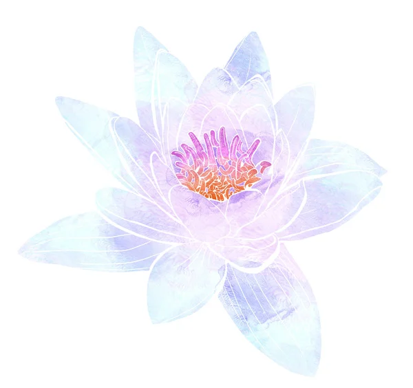 Delicate lower of lotus — 스톡 사진