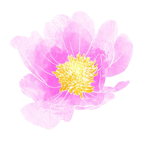 Рожевий півоній акварель — стокове фото