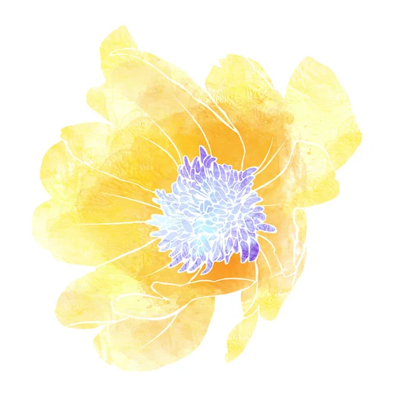 Yellow anemone watercolour — Stockfoto