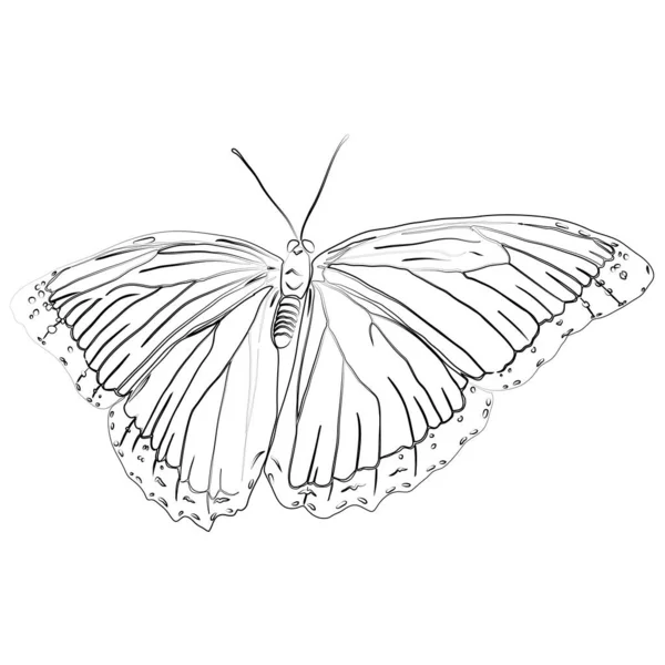 Силуэт чёрной бабочки на белом фоне. — стоковый вектор