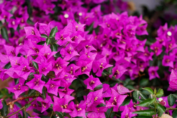 Flores Púrpuras Buganvilla Buen Fondo Para Folletos Verano Jardinería Fondo —  Fotos de Stock