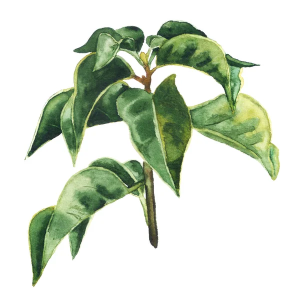 Acquerello foglie di tè verde — Foto Stock