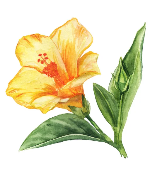 Kwiat akwareli z żółtym hibiskusem — Zdjęcie stockowe