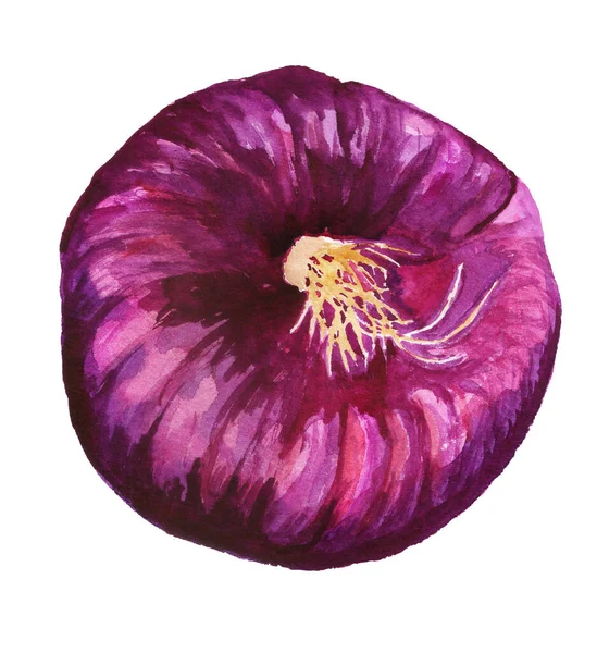 Purpurowa cebula akwarela — Zdjęcie stockowe